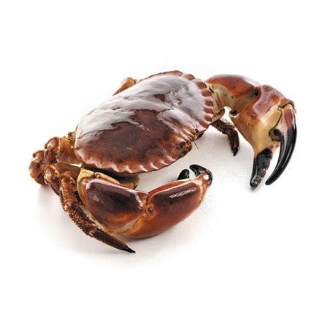 Live Brown Crab