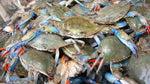 Live Blue Crab