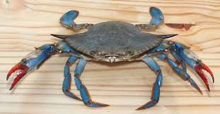Live Blue Crab