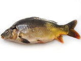 Carp (Mirror)
