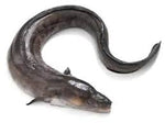 Conger eel (Whole)