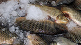 Carp (Grass)