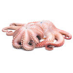 Octopus (Whole)