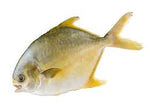 Golden Pomfret (Frozen) 1kg