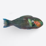 Parrot Fish (Frozen) 1kg