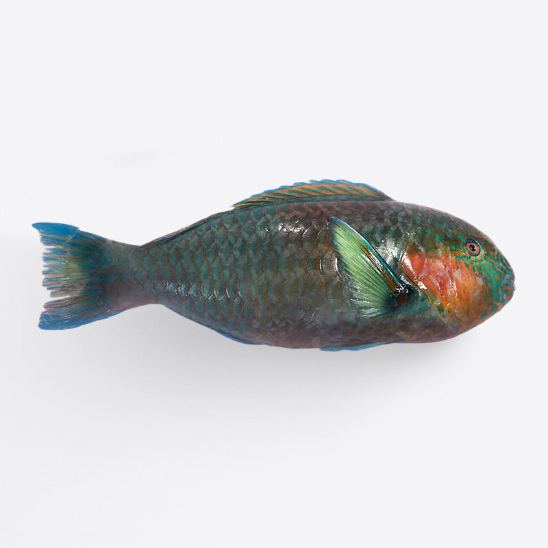 Parrot Fish (Frozen) 1kg Lui Foods Fish Store